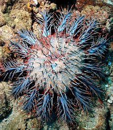 Thailand 2015 - Ko Tao - Acanthaster - Acanthaster planci _IMG_3677_rc